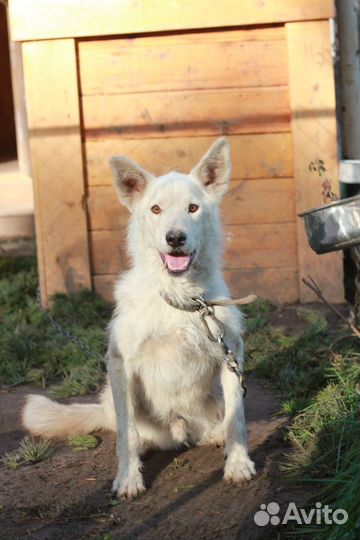 Шикарный пёс