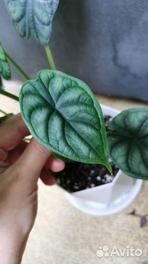 Алоказия Драгон Скайл