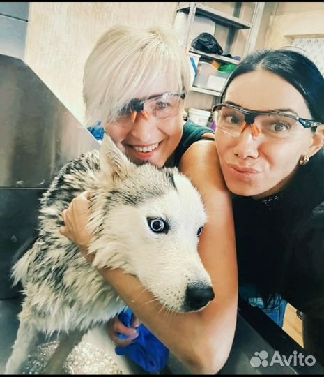 Салон красоты для животных 