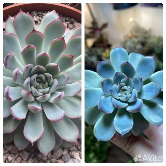 Суккуленты