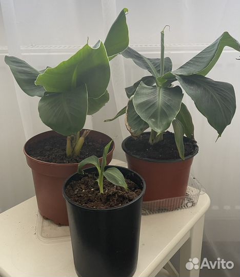 Карликовый банан