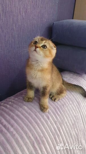 Шотландские вислоухие котята