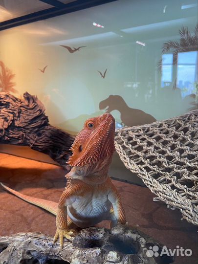 Передержка рептилий и амфибий