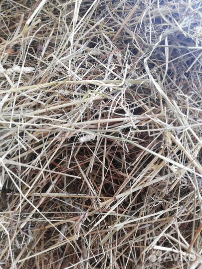 Сено на подстилку, мульчирование