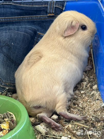 Вязка морская свинка девочка