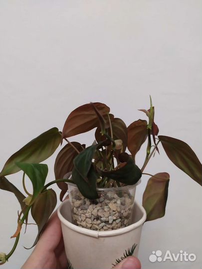 Филодендрон сканденс миканс