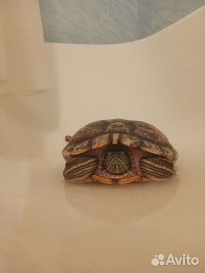 Черепаха