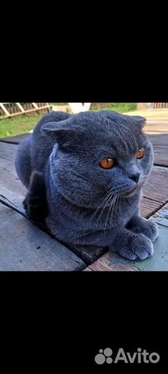 Британские котята