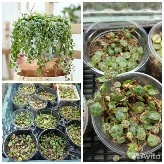 Пеперомия простата