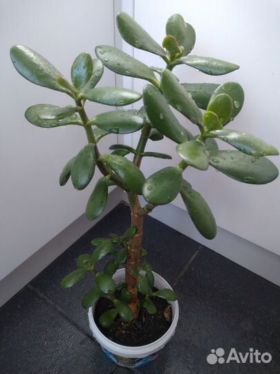 Крассула денежное дерево