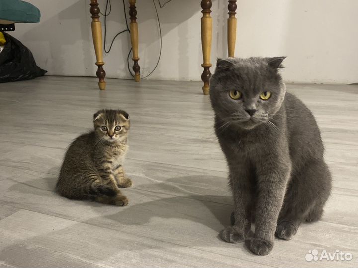 Шотландская вислоухая девочка