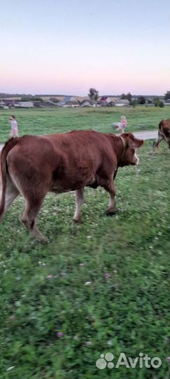 Продам телку на мясо