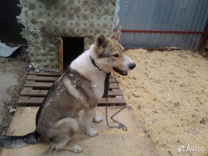 Кобель в добрые руки