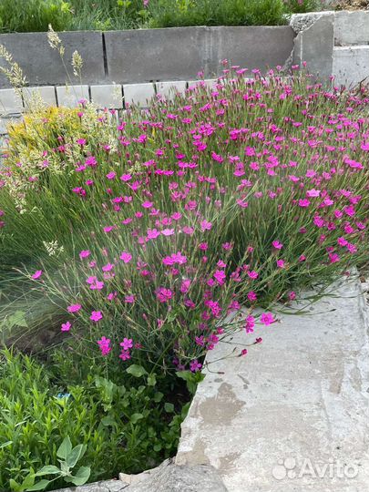 Гвоздика травянка-почвопокровник, многолетник