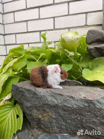 Американский тедди