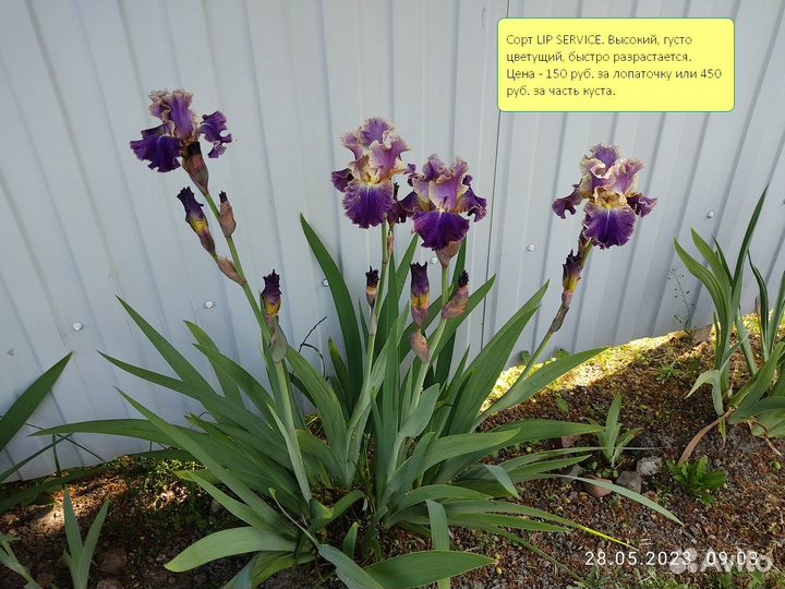 Ирисы бородатые сортовые