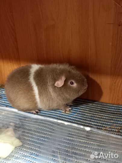 Морская свинка американский тедди