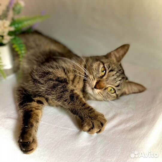 Кошечка ласкушка