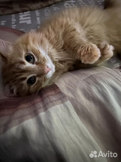 Отдам кота в добрые руки