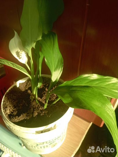 Спатифиллум