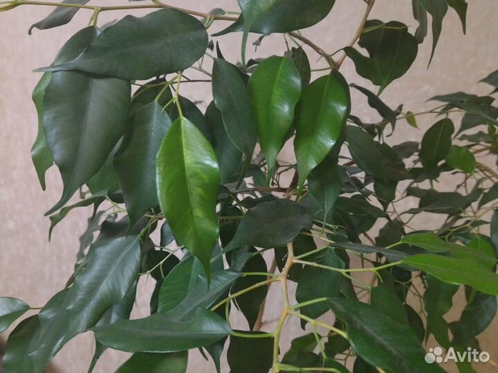 Фикус бенджамина большой