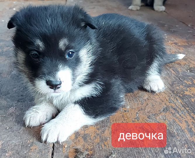 Щенки хаски