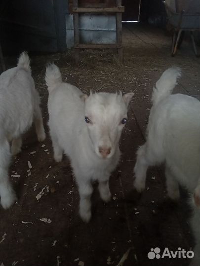 Продам козлят Ламанчи