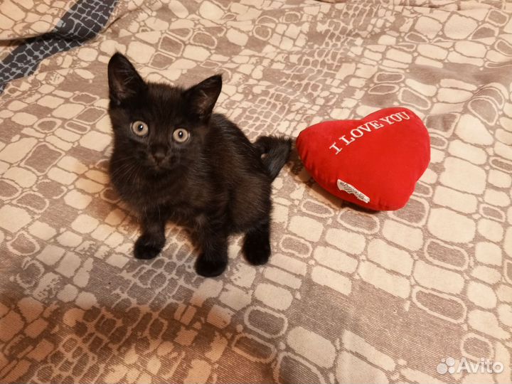 Кошки породистые бесплатно