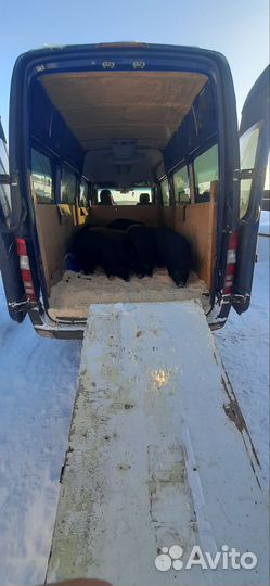 Сыр и масло сливочное для животных