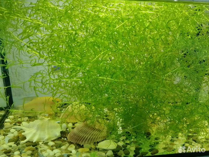 Улитка аквариумная и водоросли