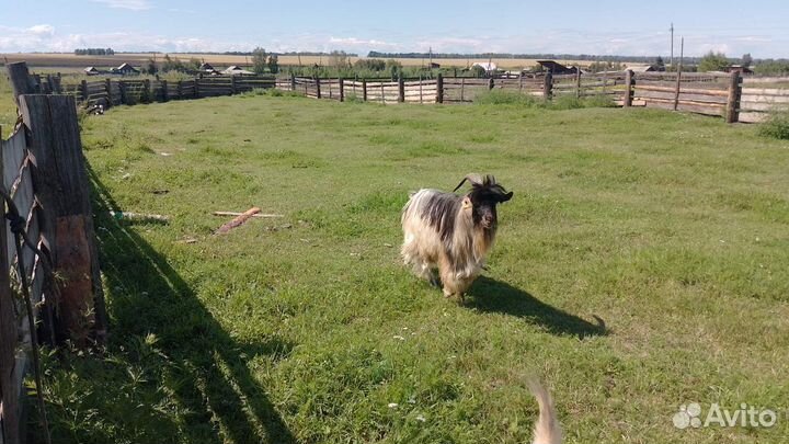 Продам козла