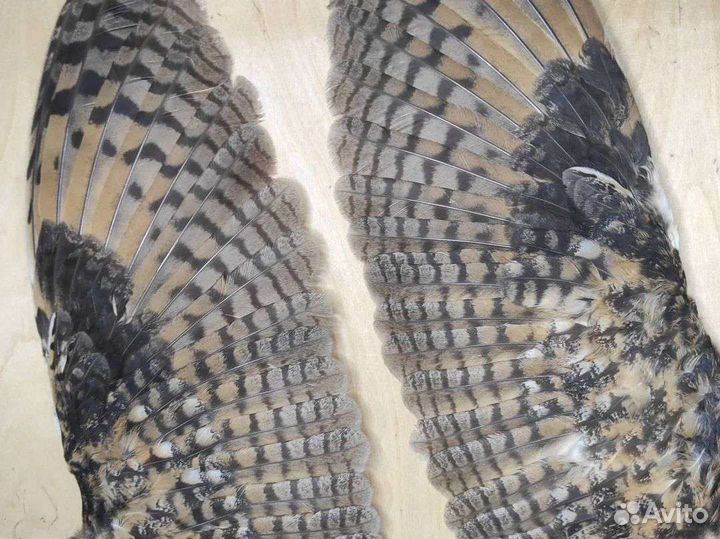 Крылья совы