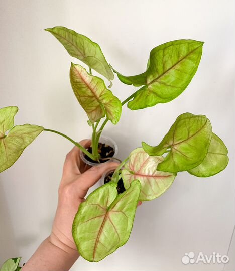 Сингониумы 1 часть