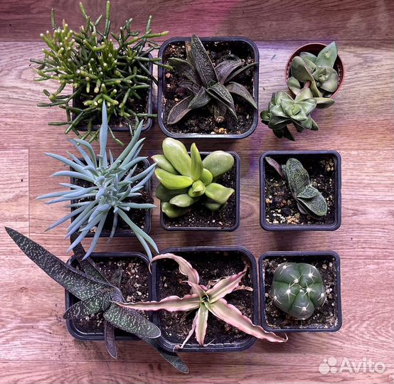 Кактусы и суккуленты