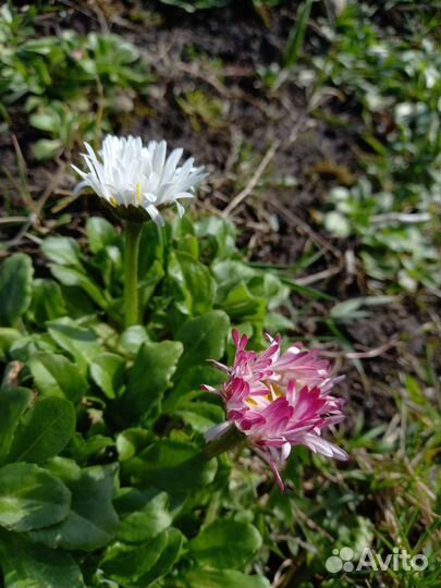 Маргаритки