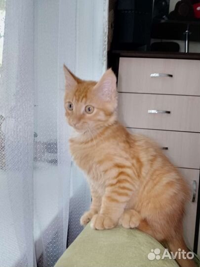 Котики бесплатно