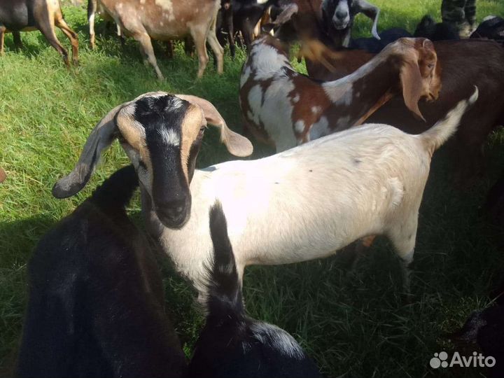 Нубийские козлята