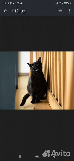 Нежный котик в добрые руки