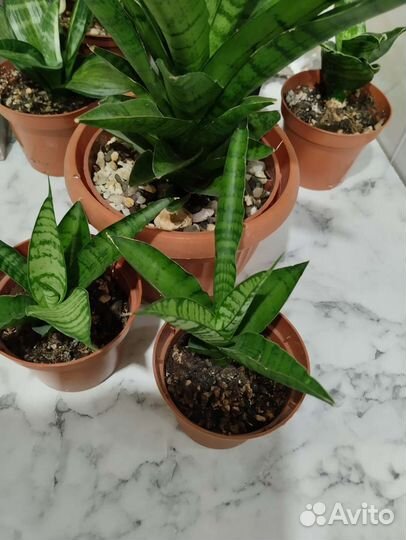 Сансевиерия