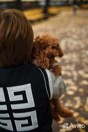 Той-пудель щенки РКФ