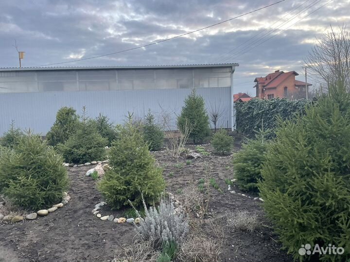 Хвойные растения