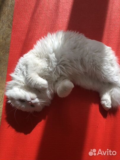 Шотландский кот на вязку бесплатно