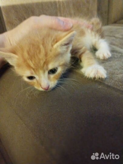 Кошки в добрые руки бесплатно