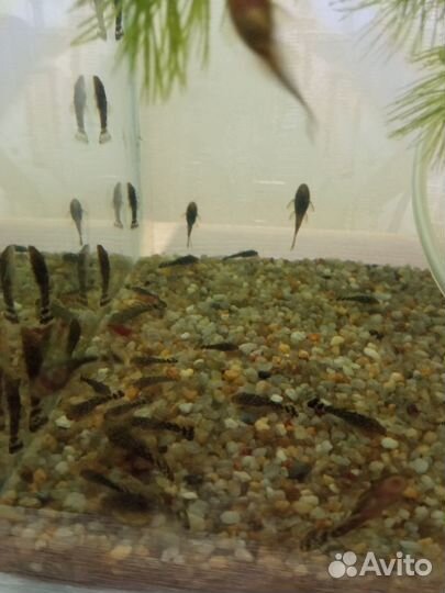 Креветки синие, сомики анциструсы