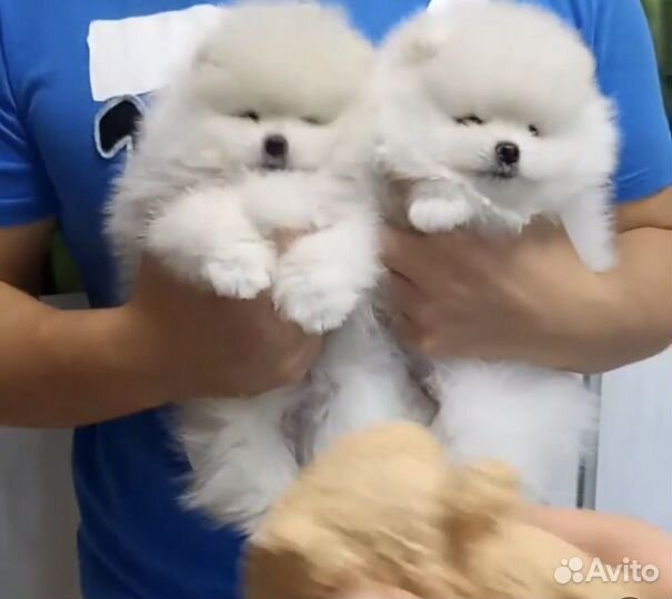 Щенки щпиц мини