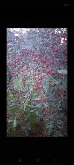 Участок 6,6 сот. (СНТ, ДНП)