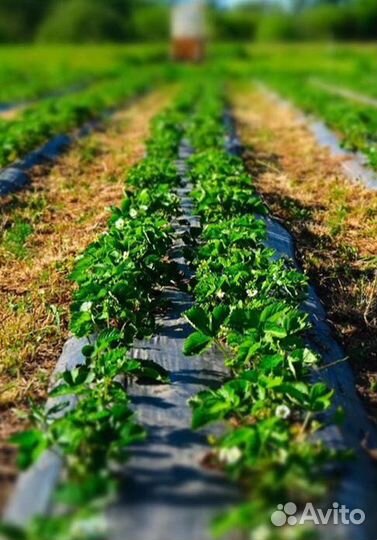 Готовый бизнес по выращиванию клубники и рассады