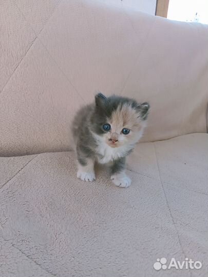 Котята в добрые руки (мальчик и девочка), 4 недели