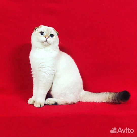 Золотой кот на вязку.Котята на продажу