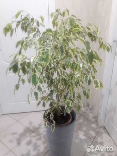 Фикус бенджамина